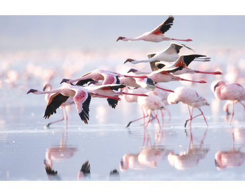 Fototapete Vlies HRBP000003 Flamingo 5-tlg. 243 x 184 cm