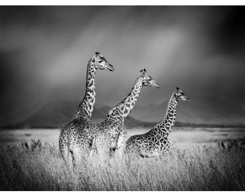 Fototapete Vlies HRBP000005 Giraffen schwarz-weiß 5-tlg. 243 x 184 cm