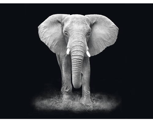 Fototapete Vlies HRBP000006 Elefant schwarz-weiß 5-tlg. 243 x 184 cm