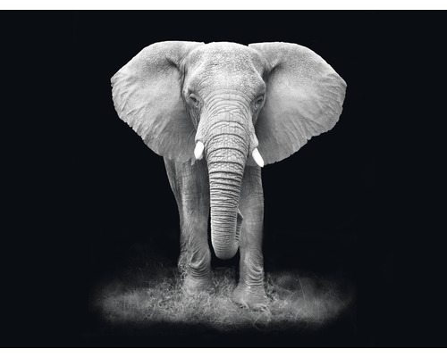 Fototapete Vlies HRBP000006 Elefant schwarz-weiß 5-tlg. 243 x 184 cm Frontalansicht eines Elefanten vor dunklem Hintergrund