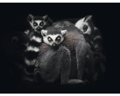 Fototapete Vlies HRBP000008 Lemuren 5-tlg. 243 x 184 cm