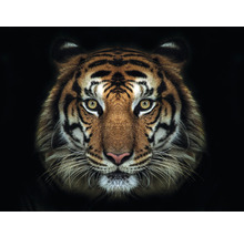 Fototapete Vlies HRBP000009 Tiger 5-tlg. 243 x 184 cm