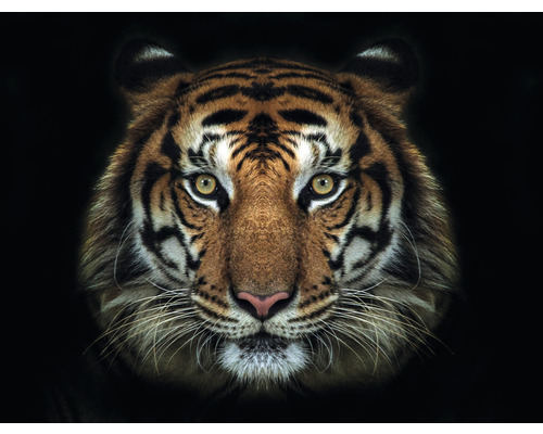 Fototapete Vlies HRBP000009 Tiger 5-tlg. 243 x 184 cm
