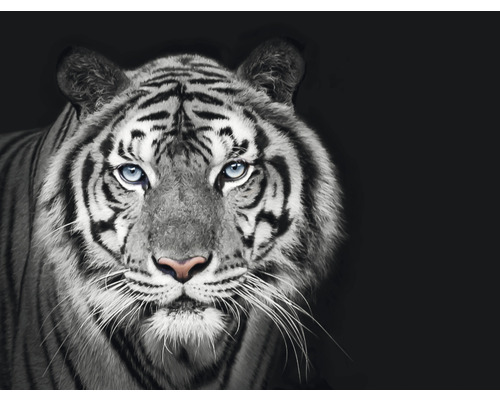 Fototapete Vlies HRBP000010 Tiger schwarz-weiß 5-tlg. 243 x 184 cm
