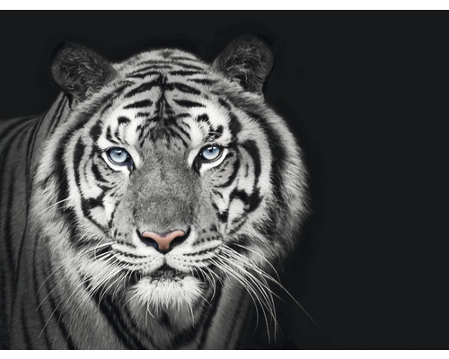 Fototapete Vlies HRBP000010 Tiger schwarz-weiß 5-tlg. 243 x 184 cm Nahaufnahme eines weißen Tigers mit schwarzen Streifen