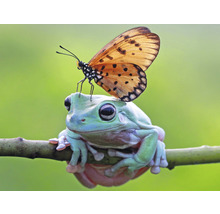 Fototapete Vlies HRBP000012 Frosch + Schmetterling 5-tlg. 243 x 184 cm