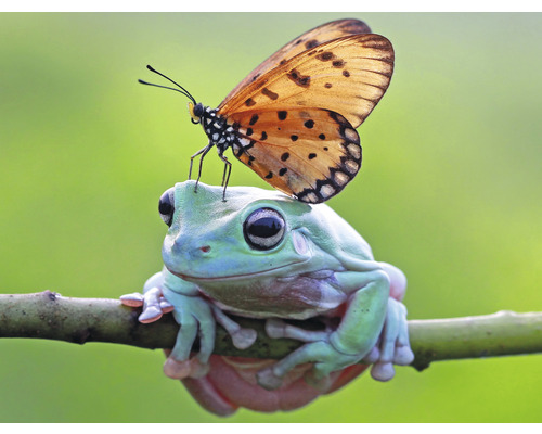 Fototapete Vlies HRBP000012 Frosch + Schmetterling 5-tlg. 243 x 184 cm Frosch mit Schmetterling auf dem Kopf