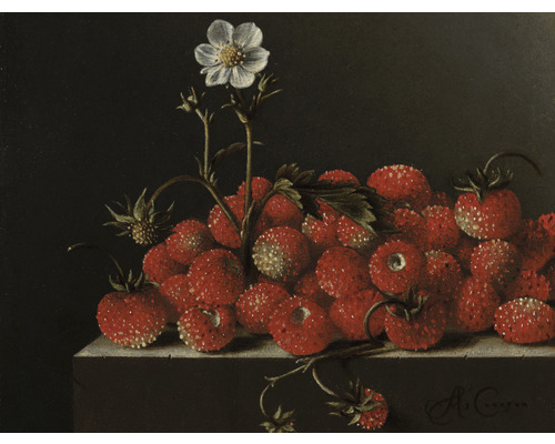 Fototapete Vlies HRBP000053 Adriaen Coorte Stilleben mit Erdbeeren 5-tlg. 243 x 184 cm