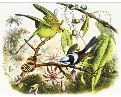 Fototapete Vlies HRBP000059 Vogel Illustration 2 5-tlg. 243 x 184 cm Illustration mit Sittich, Zaunkönig und Schmetterling auf einem Ast