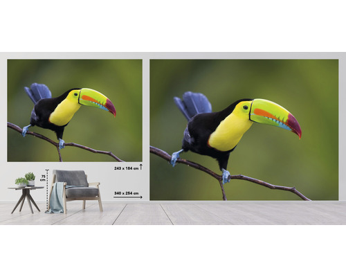 Fototapete mit einem Tukan auf einem Ast, Größen 243 mal 184 Zentimeter und 340 mal 254 Zentimeter