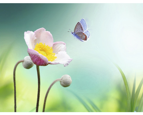 Fototapete Vlies HRBP000061 Blume mit Schmetterling 5-tlg. 243 x 184 cm