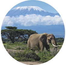 Fototapete Vlies HRBC200082 Kilimanjaro Elefant Ø 190 cm
