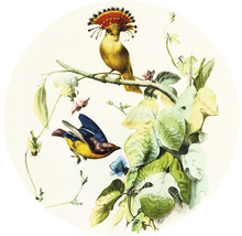 Fototapete Vlies HRBC200058 Vogel Illustration 1 Ø 190 cm