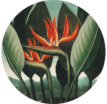 Illustration einer Strelitzie im tropischen Stil