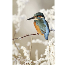 Fototapete Vlies HRBP200007 Eisvogel 4-tlg. 194 x 280 cm