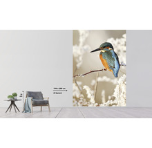 Fototapete Vlies HRBP200007 Eisvogel 4-tlg. 194 x 280 cm