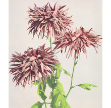 Fototapete Vlies HRBP300035 Chrysanthemen 5-tlg. 243 x 280 cm