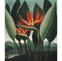 Fototapete Vlies HRBP300039 Thornton Strelitzia 5-tlg. 243 x 280 cm