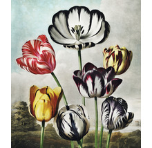 Fototapete Vlies HRBP300077 Thornton Tulpen 5-tlg. 243 x 280 cm