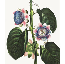 Fototapete Vlies HRBP300078 Thornton Passieflora 5-tlg. 243 x 280 cm