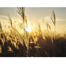 Dekoratives Ziergras im Garten bei Sonnenlicht
