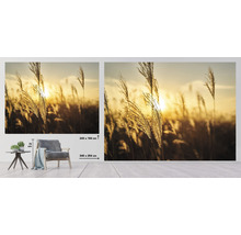 Fototapete mit Gräsern vor Sonnenuntergang, Maße 340 x 254 Zentimeter