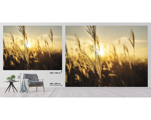 Fototapete mit Gräsern vor Sonnenuntergang, Maße 340 x 254 Zentimeter
