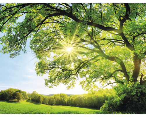Fototapete Vlies HRBP000081 Baum mit Sonnenstrahlen 5-tlg. 243 x 184 cm