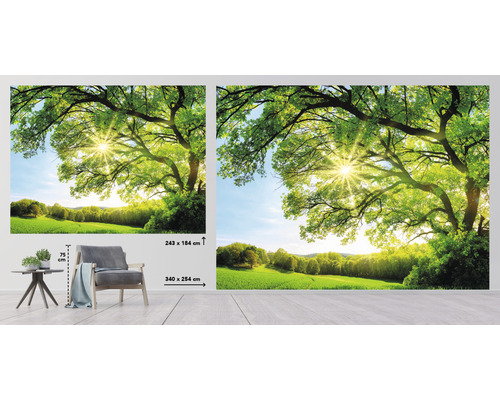 Fototapete mit Baum-Motiv und Sonnenschein, Größenangabe 340 mal 254 Zentimeter und 243 mal 184 Zentimeter