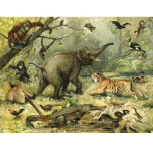 Illustration verschiedener Tiere in ihrem natürlichen Lebensraum