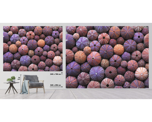 Fototapete mit Seeigel-Motiv, 243 mal 184 Zentimeter oder 340 mal 254 Zentimeter