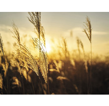 Dekorative Halme im Gegenlicht