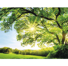 Fototapete Vlies HRBP100081 Baum mit Sonnenstrahlen 7-tlg. 340 x 254 cm