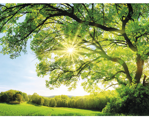 Fototapete Vlies HRBP100081 Baum mit Sonnenstrahlen 7-tlg. 340 x 254 cm