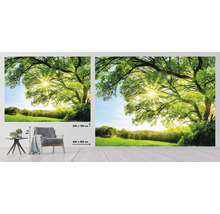 Fototapete Vlies HRBP100081 Baum mit Sonnenstrahlen 7-tlg. 340 x 254 cm