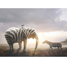 Fototapete Vlies HRBP000090 Zebra Elefant 5-tlg. 243 x 184 cm