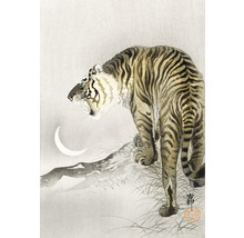 Fototapete Vlies HRBP200086 Tiger 4-tlg. 194 x 280 cm