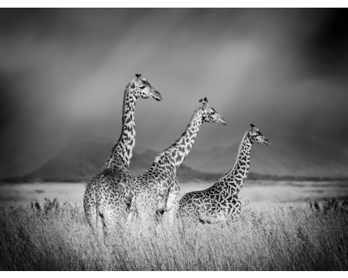 Fototapete Vlies HRBP100005 Giraffen schwarz-weiß 7-tlg. 340 x 254 cm