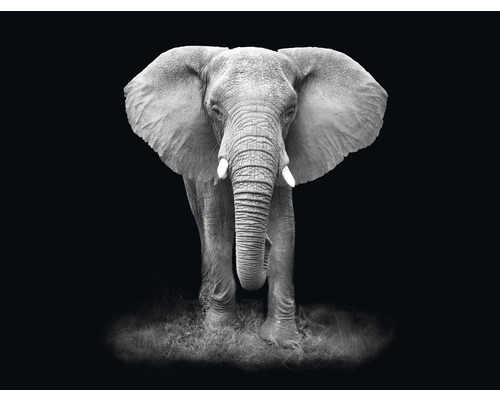 Fototapete Vlies HRBP100006 Elefant schwarz-weiß 7-tlg. 340 x 254 cm