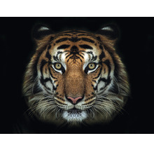 Fototapete Vlies HRBP100009 Tiger 7-tlg. 340 x 254 cm
