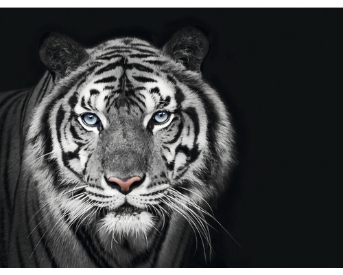 Fototapete Vlies HRBP100010 Tiger schwarz-weiß 7-tlg. 340 x 254 cm