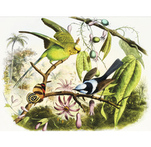 Fototapete Vlies HRBP100059 Vogel Illustration 2 7-tlg. 340 x 254 cm