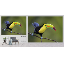 Fototapete Vlies HRBP100060 Tukan 7-tlg. 340 x 254 cm
