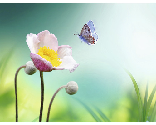 Fototapete Vlies HRBP100061 Blume mit Schmetterling 7-tlg. 340 x 254 cm