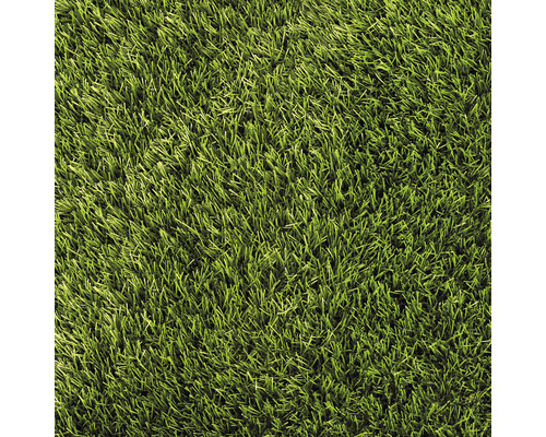 Kunstrasen Daisy mit Drainage grün 400 cm breit (Meterware)