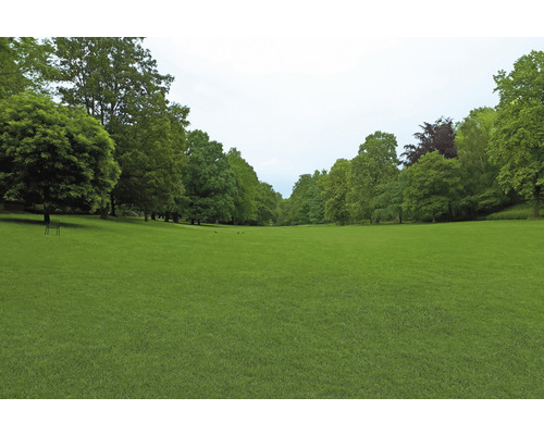 Grüne Rasenfläche mit Bäumen im Hintergrund