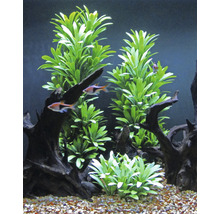 Dekoratives Aquarium mit Pflanzen, Wurzelholz und Fischen