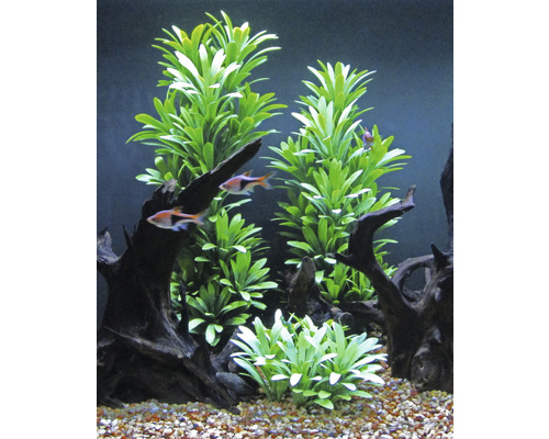 Dekoratives Aquarium mit Pflanzen, Wurzelholz und Fischen