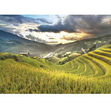 Wandtuch Sawah 350x250 cm