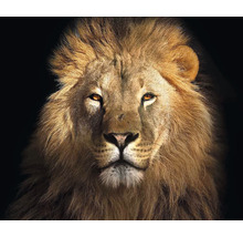 Wandtuch Löwe 300x250 cm